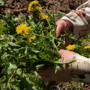 Set of 3 Live Dandelion Plants – Taraxacum officinale – Edible Herb in 4 Inch Pots - Image 7