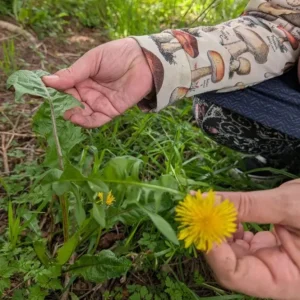 Set of 3 Live Dandelion Plants – Taraxacum officinale – Edible Herb in 4 Inch Pots - Image 8