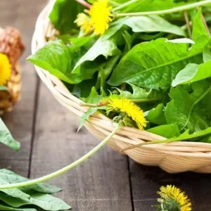 Set of 3 Live Dandelion Plants – Taraxacum officinale – Edible Herb in 4 Inch Pots - Image 9