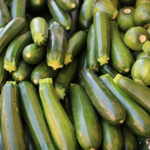 Set of 3 Live Green Zucchini Squash Seedling Pots – 4 Inch Pots – 2 Plants Per Pot (2PPP) - Image 5