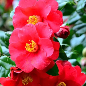 Set of 3 Red Camellia Live Plants - Flowering Shrubs, 14 Inch Tall in 4 Inch Pots, Outdoor - Image 2