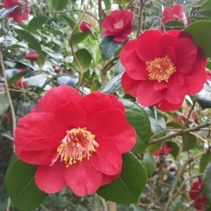 Set of 3 Red Camellia Live Plants - Flowering Shrubs, 14 Inch Tall in 4 Inch Pots, Outdoor - Image 3