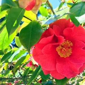 Set of 3 Red Camellia Live Plants - Flowering Shrubs, 14 Inch Tall in 4 Inch Pots, Outdoor - Image 4
