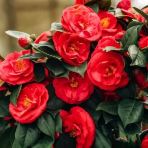 Set of 3 Red Camellia Live Plants - Flowering Shrubs, 14 Inch Tall in 4 Inch Pots, Outdoor - Image 5