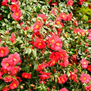 Set of 3 Red Camellia Live Plants - Flowering Shrubs, 14 Inch Tall in 4 Inch Pots, Outdoor - Image 6