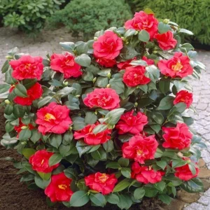 Set of 3 Red Camellia Live Plants - Flowering Shrubs, 14 Inch Tall in 4 Inch Pots, Outdoor - Image 7
