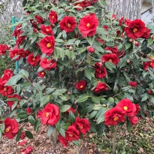 Set of 3 Red Camellia Live Plants - Flowering Shrubs, 14 Inch Tall in 4 Inch Pots, Outdoor - Image 8
