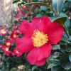 Set of 3 Red Camellia Live Plants - Flowering Shrubs, 14 Inch Tall in 4 Inch Pots, Outdoor - Image 1