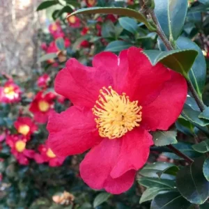 Set of 3 Red Camellia Live Plants - Flowering Shrubs, 14 Inch Tall in 4 Inch Pots, Outdoor - Image 1