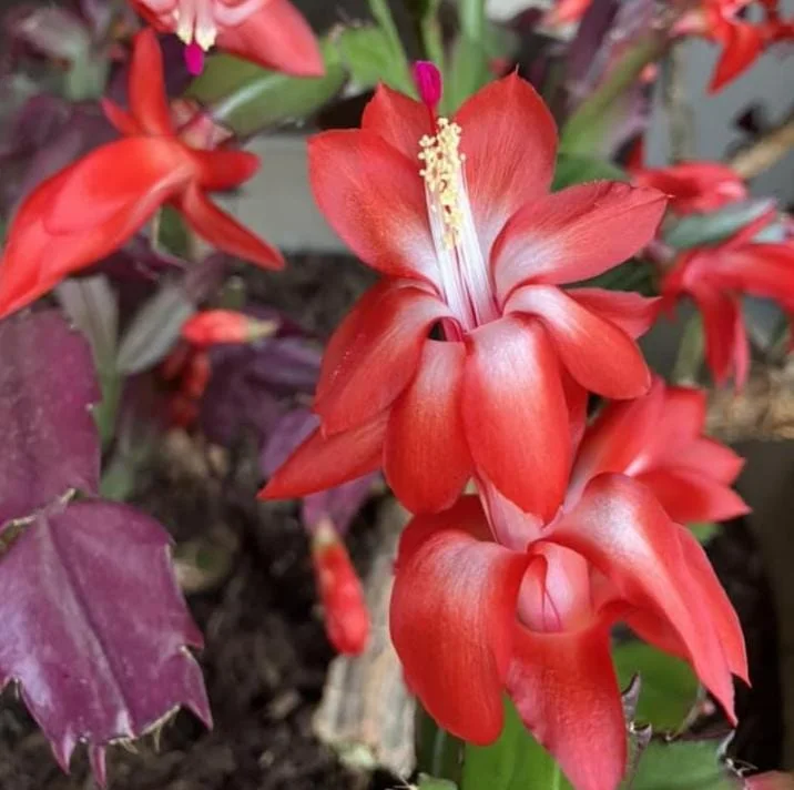 Set of 3 Red Thanksgiving Cactus Live Plants - 2 Inch Pots, 7 Inches Tall - Image 2