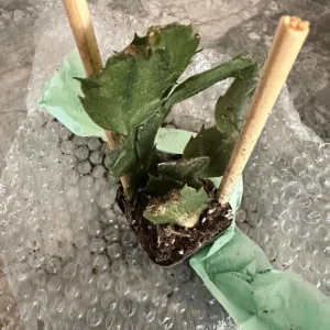 Set of 3 Red Thanksgiving Cactus Live Plants - 2 Inch Pots, 7 Inches Tall - Image 3