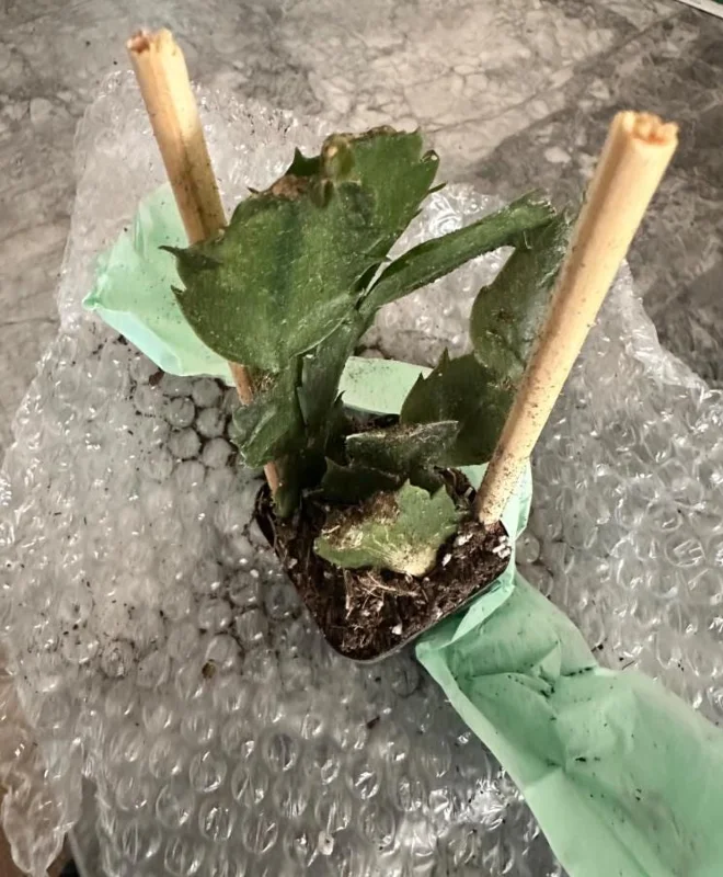 Set of 3 Red Thanksgiving Cactus Live Plants - 2 Inch Pots, 7 Inches Tall - Image 3