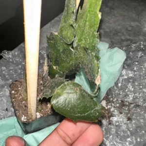 Set of 3 Red Thanksgiving Cactus Live Plants - 2 Inch Pots, 7 Inches Tall - Image 4