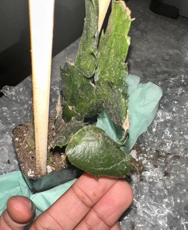 Set of 3 Red Thanksgiving Cactus Live Plants - 2 Inch Pots, 7 Inches Tall - Image 4