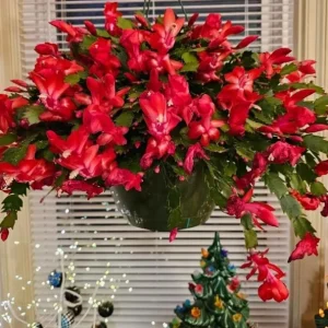 Set of 3 Red Thanksgiving Cactus Live Plants - 2 Inch Pots, 7 Inches Tall - Image 1