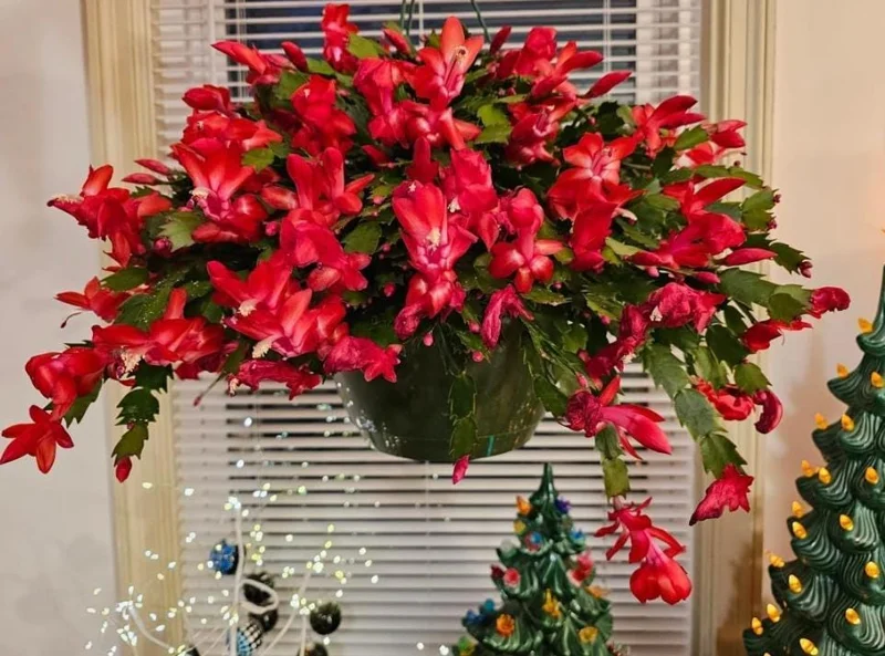 Set of 3 Red Thanksgiving Cactus Live Plants - 2 Inch Pots, 7 Inches Tall - Image 1