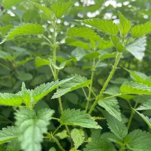 Set of 3 Stinging Nettle Bare Roots - Urtica dioica - Live Medicinal Herb Plant for Garden - Image 2