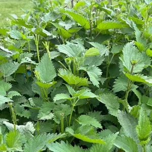 Set of 3 Stinging Nettle Bare Roots - Urtica dioica - Live Medicinal Herb Plant for Garden - Image 3