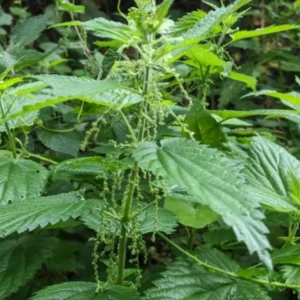 Set of 3 Stinging Nettle Bare Roots - Urtica dioica - Live Medicinal Herb Plant for Garden - Image 4