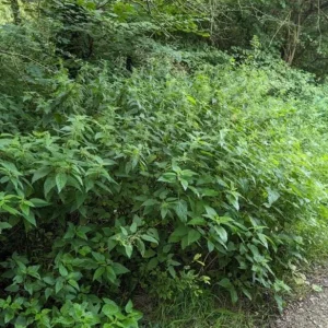 Set of 3 Stinging Nettle Bare Roots - Urtica dioica - Live Medicinal Herb Plant for Garden - Image 5