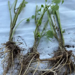 Set of 3 Stinging Nettle Bare Roots - Urtica dioica - Live Medicinal Herb Plant for Garden - Image 7