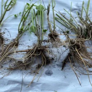 Set of 3 Stinging Nettle Bare Roots - Urtica dioica - Live Medicinal Herb Plant for Garden - Image 8