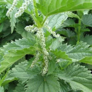 Set of 3 Stinging Nettle Bare Roots - Urtica dioica - Live Medicinal Herb Plant for Garden - Image 1