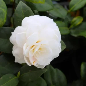 Set of 3 White Camellia Live Plants - Ornamental Flowering Shrubs in 4 Inch Pots, 10-12 Inch Tall - Image 2