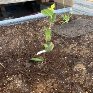Set of 3 White Camellia Live Plants - Ornamental Flowering Shrubs in 4 Inch Pots, 10-12 Inch Tall - Image 3