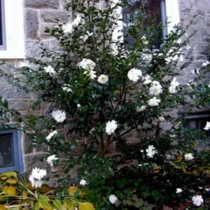 Set of 3 White Camellia Live Plants - Ornamental Flowering Shrubs in 4 Inch Pots, 10-12 Inch Tall - Image 4