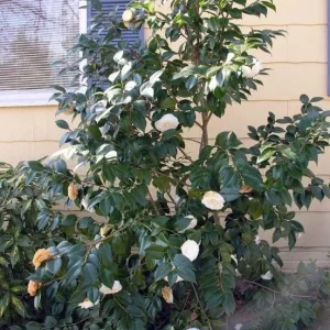 Set of 3 White Camellia Live Plants - Ornamental Flowering Shrubs in 4 Inch Pots, 10-12 Inch Tall - Image 5