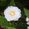 Set of 3 White Camellia Live Plants - Ornamental Flowering Shrubs in 4 Inch Pots, 10-12 Inch Tall - Image 1