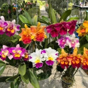 Set of 4 Assorted Cattleya Orchid Live Plants - Colorful 4-6 Inch Tall - Image 4