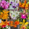 Set of 4 Assorted Cattleya Orchid Live Plants - Colorful 4-6 Inch Tall - Image 1