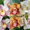 Set of 4 Assorted Cymbidium Orchid Live Plants - 4-6 Inch Tall, Colorful Flowers - Image 1