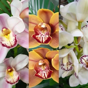 Set of 4 Assorted Cymbidium Orchid Live Plants - 4-6 Inch Tall, Colorful Flowers - Image 1