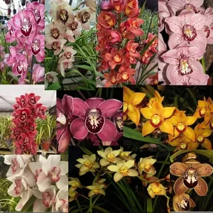 Set of 4 Assorted Cymbidium Orchid Live Plants - 4-6 Inch Tall, Colorful Flowers - Image 3