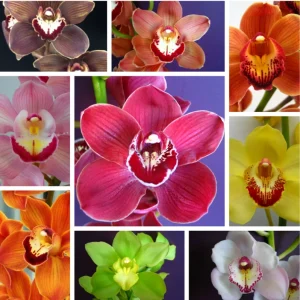 Set of 4 Assorted Cymbidium Orchid Live Plants - 4-6 Inch Tall, Colorful Flowers - Image 4