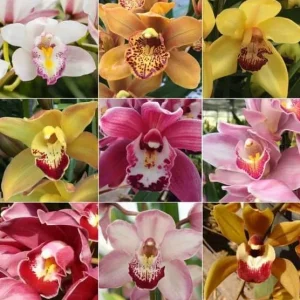 Set of 4 Assorted Cymbidium Orchid Live Plants - 4-6 Inch Tall, Colorful Flowers - Image 5