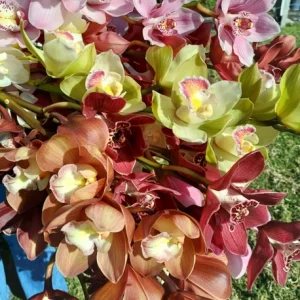 Set of 4 Assorted Cymbidium Orchid Live Plants - 4-6 Inch Tall, Colorful Flowers - Image 6