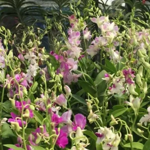 Set of 4 Assorted Dendrobium Orchids Live Plants - 4-6 Inch Tall - Image 2