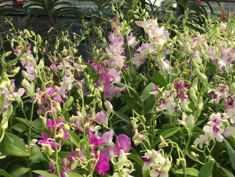 Set of 4 Assorted Dendrobium Orchids Live Plants - 4-6 Inch Tall - Image 2