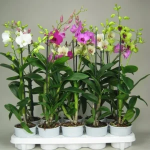 Set of 4 Assorted Dendrobium Orchids Live Plants - 4-6 Inch Tall - Image 3