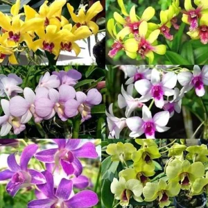 Set of 4 Assorted Dendrobium Orchids Live Plants - 4-6 Inch Tall - Image 4
