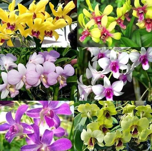 Set of 4 Assorted Dendrobium Orchids Live Plants - 4-6 Inch Tall - Image 4