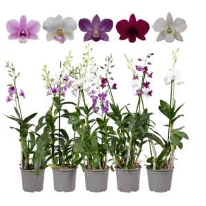 Set of 4 Assorted Dendrobium Orchids Live Plants - 4-6 Inch Tall - Image 5