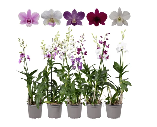 Set of 4 Assorted Dendrobium Orchids Live Plants - 4-6 Inch Tall - Image 5
