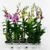 Set of 4 Assorted Dendrobium Orchids Live Plants - 4-6 Inch Tall - Image 1