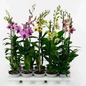 Set of 4 Assorted Dendrobium Orchids Live Plants - 4-6 Inch Tall - Image 1