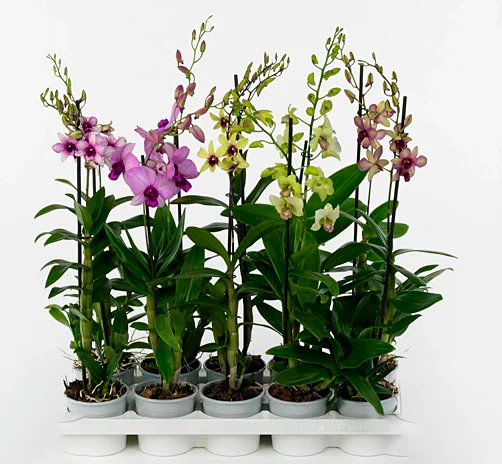 Set of 4 Assorted Dendrobium Orchids Live Plants - 4-6 Inch Tall - Image 1
